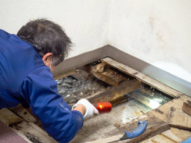 Best Toxic Mold Removal  in Midway, NC