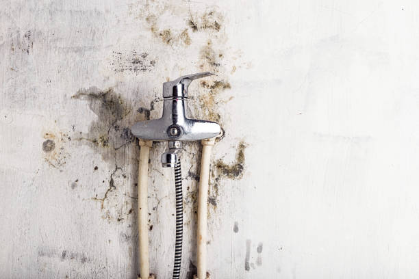 Best Emergency Mold Removal  in Midway, NC