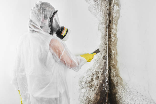 Best Affordable Mold Removal  in Midway, NC