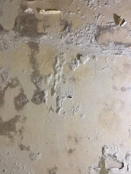 Best Mold Damage Repair  in Midway, NC