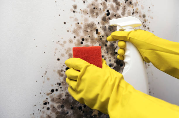 Midway, NC Mold Removal Company
