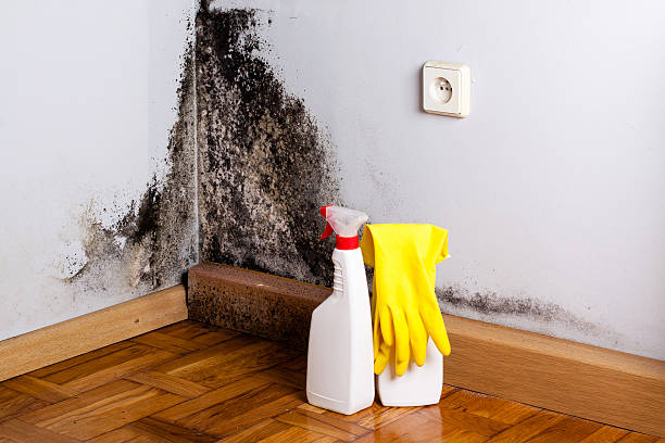 Best Mold Inspection  in Midway, NC
