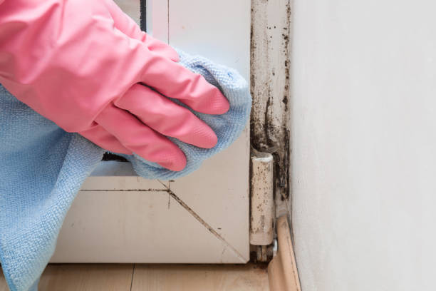 Best Certified Mold Removal  in Midway, NC