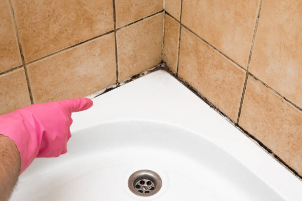 Best Professional Mold Removal  in Midway, NC